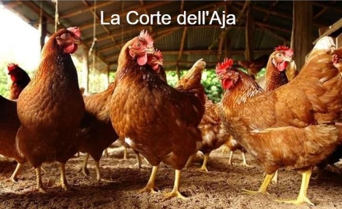 Una falsa Corte di giustizia emette un mandato di arresto inutile
